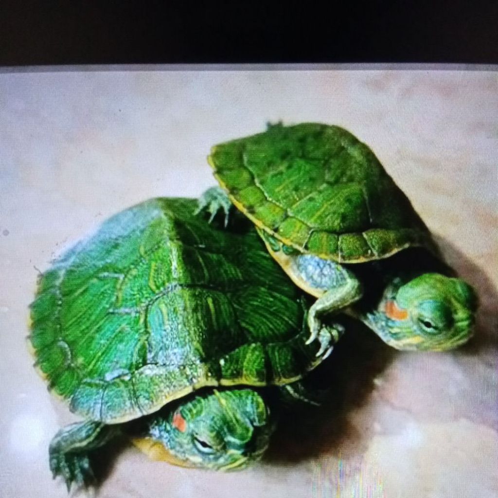 

KURA KURA BRAZIL 3-4CM