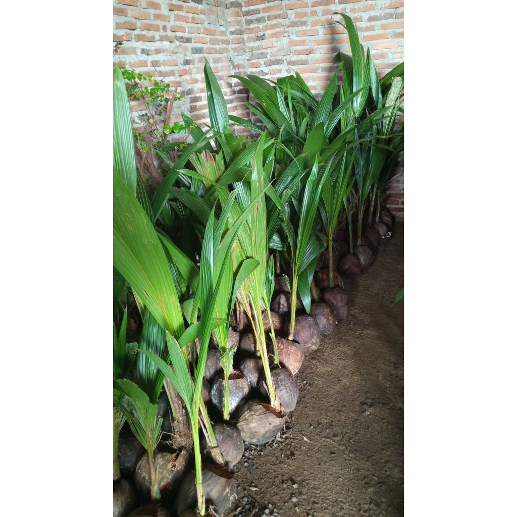 

bibit kelapa genjah entok
