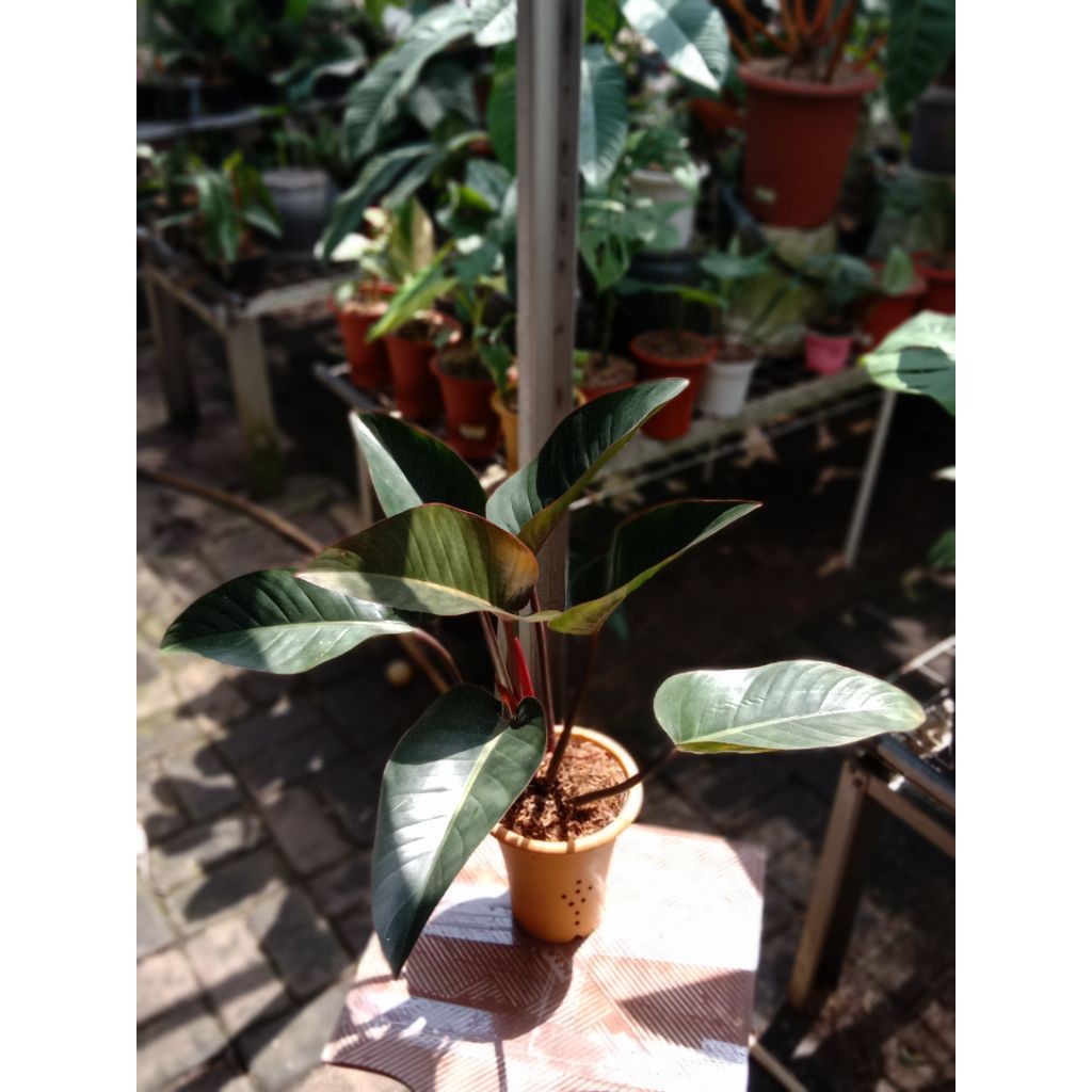 philodendron Red congo trah Varigata