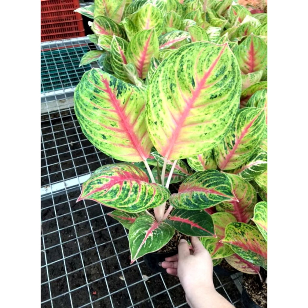 Aglonema Andini size dewasa