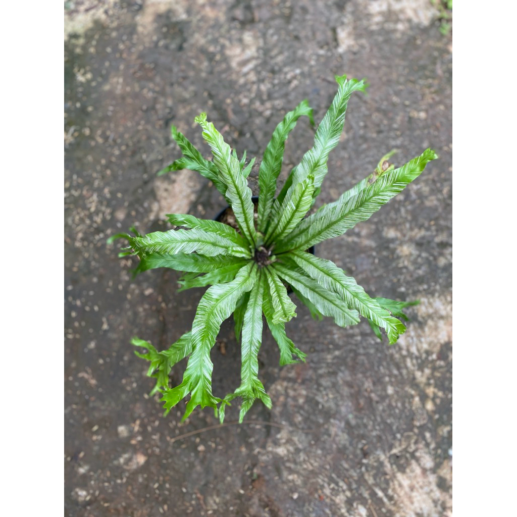 Tanaman hias kadaka varigata - Kadaka varigata