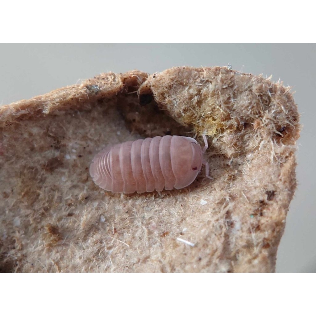 Mainan Isopoda Cubaris murina "Papaya"