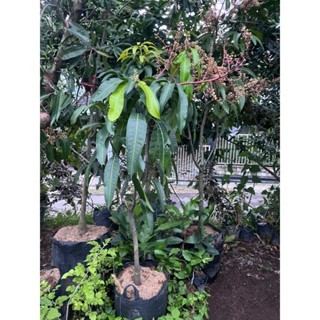 Bibit Tanaman Mangga Yuwen Seri 6 Kondisi Berbunga Rimbun Tinggi 2M