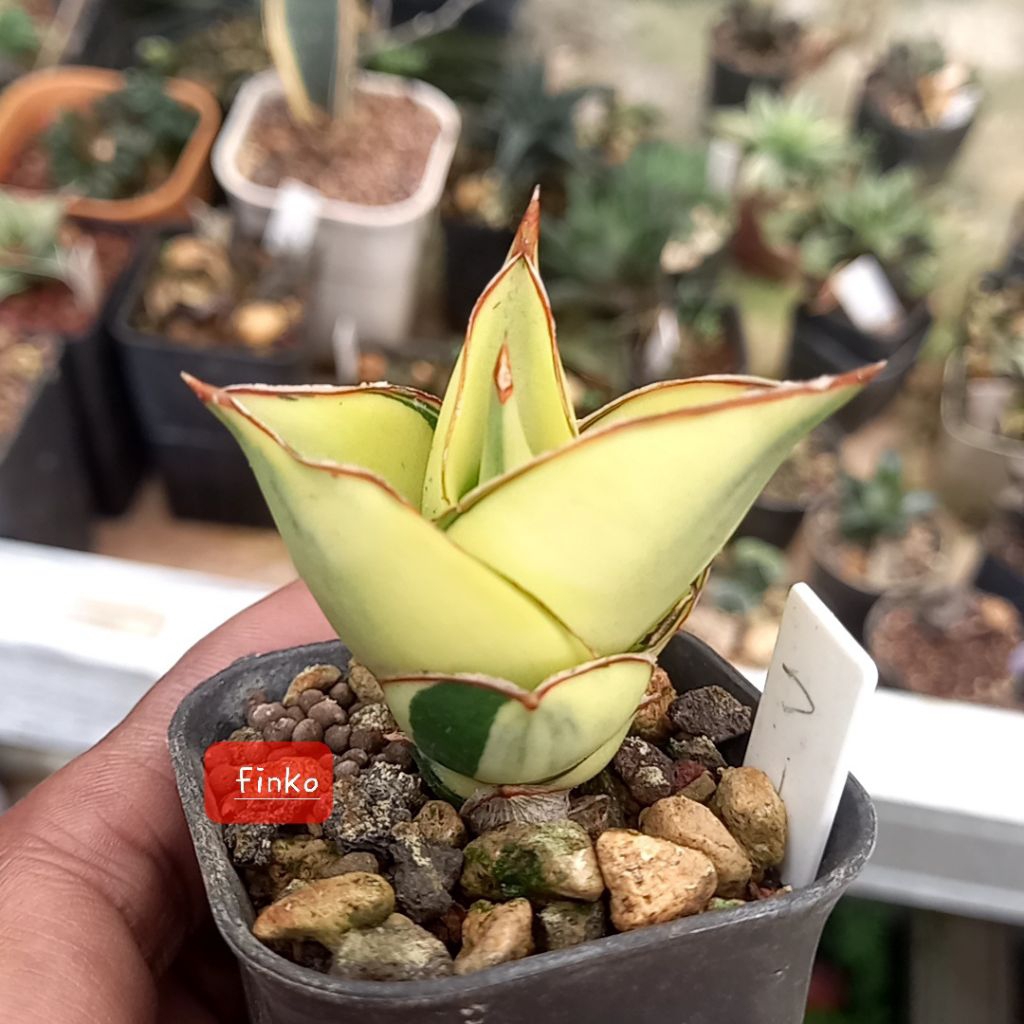 sansevieria tower variegata