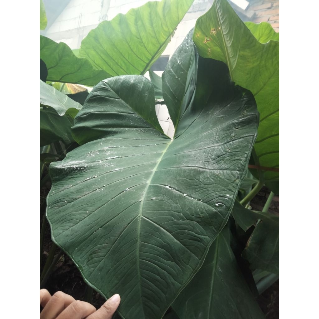 

Daun Talas/Daun Lompong Sayur Segar 10 lembar Daun