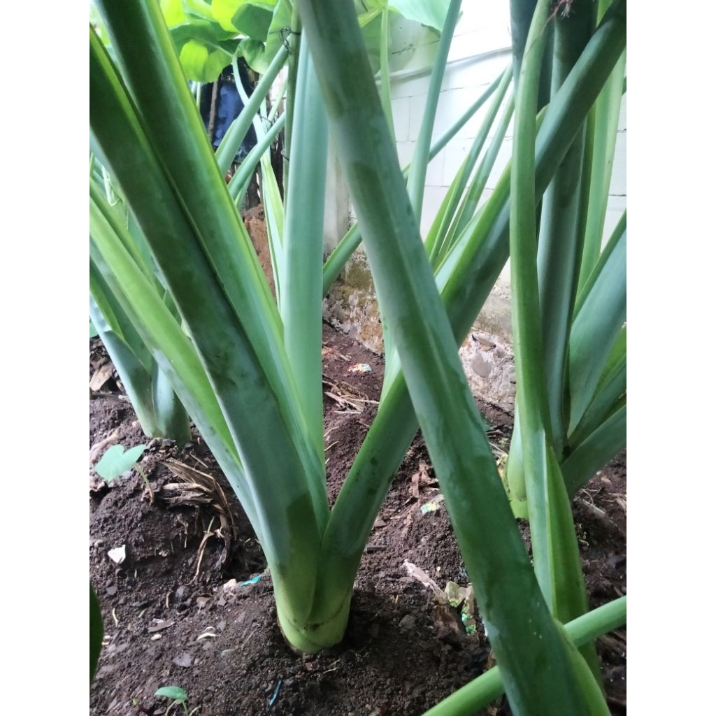 

Batang Lompong Sayur/Batang daun Talas Sayur segar fresh
