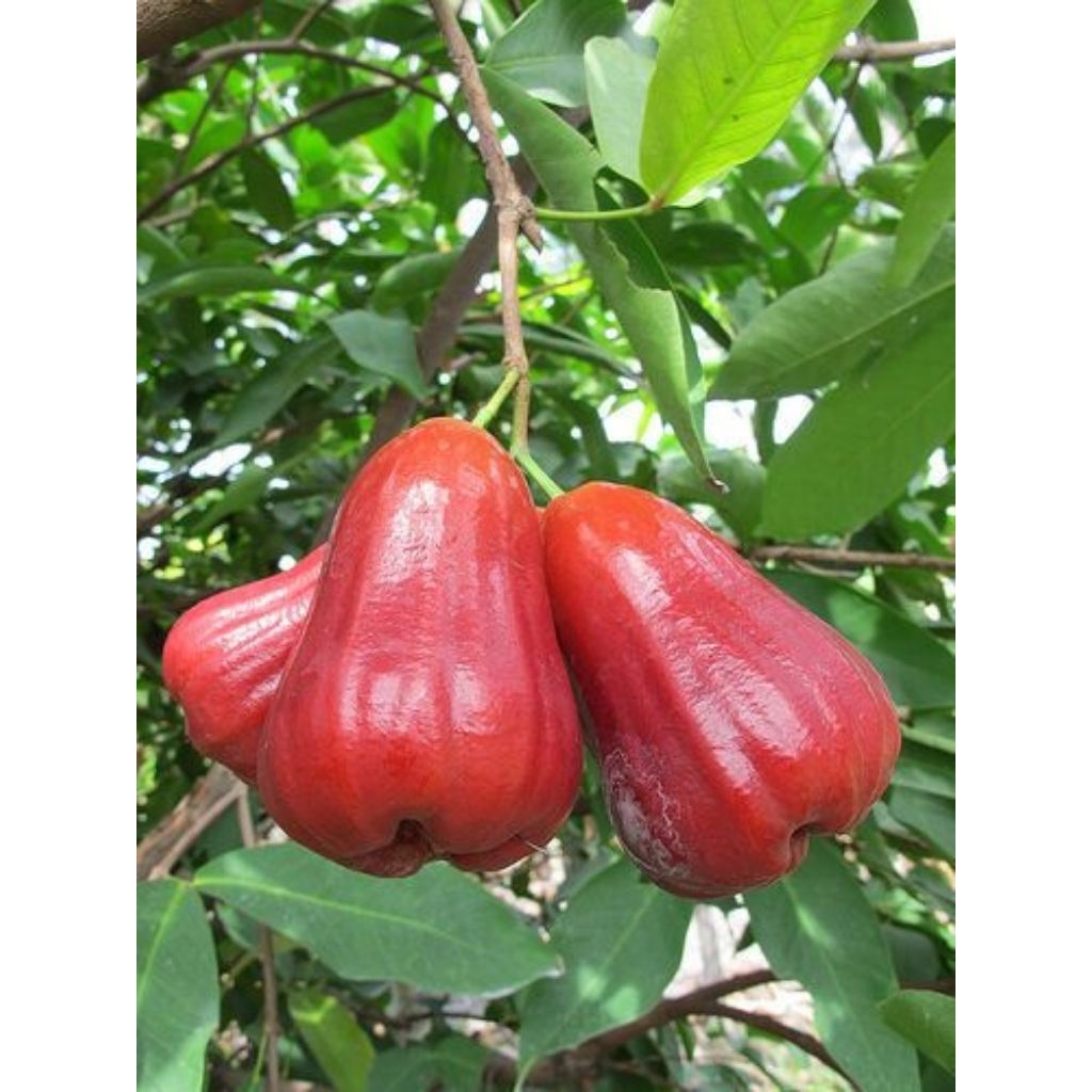 

BUAH JAMBU KUALITAS B ISI 10-12 (KECIL2)