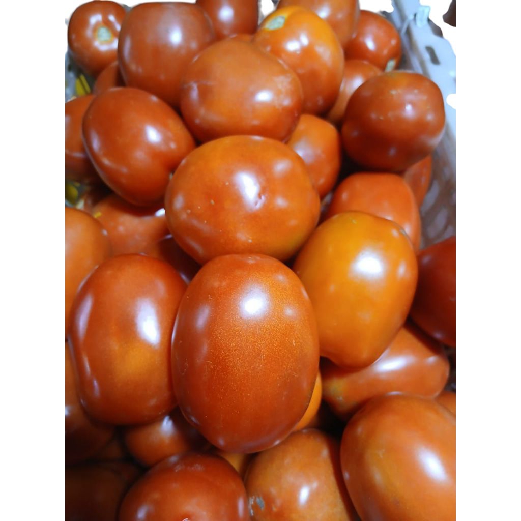 

Tomat Merah Fresh 1 Kg