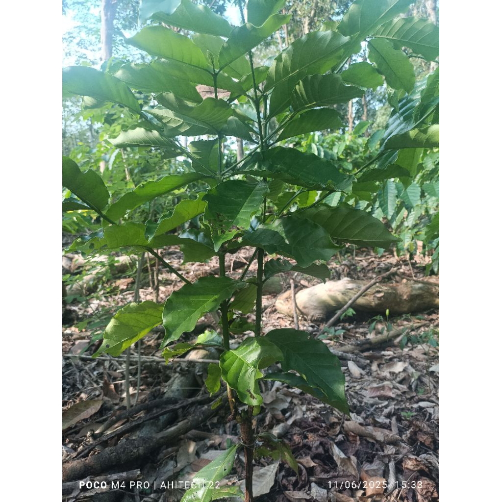 entres kopi klon Bagio lancuran 25 tunas air