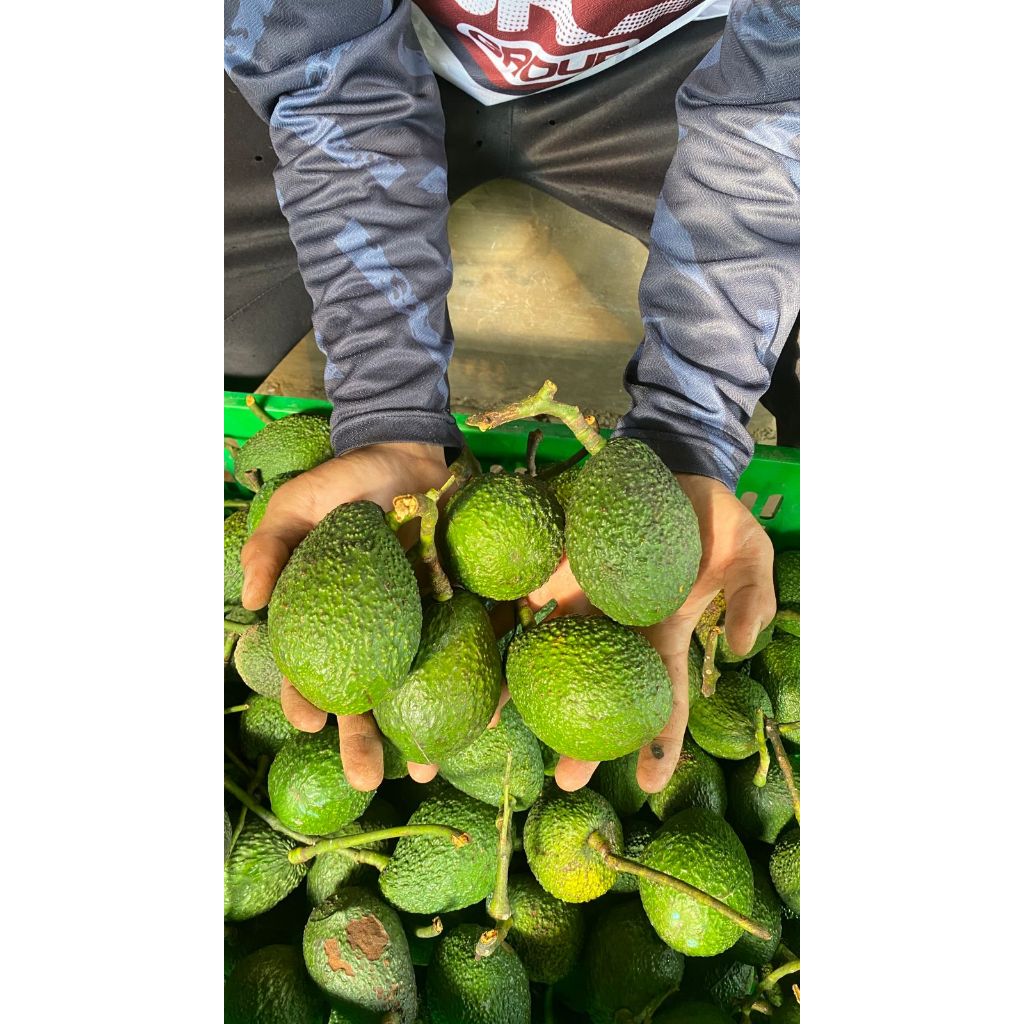 

Buah Alpukat Hass 1 Kg Fresh Hasil Kebun Sendiri