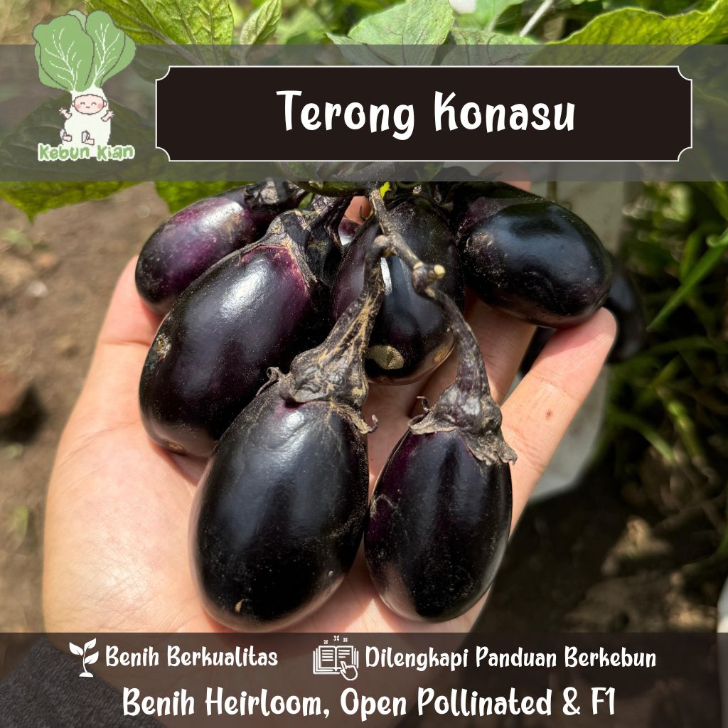 

30 Biji - Biji Terong Konasu.
