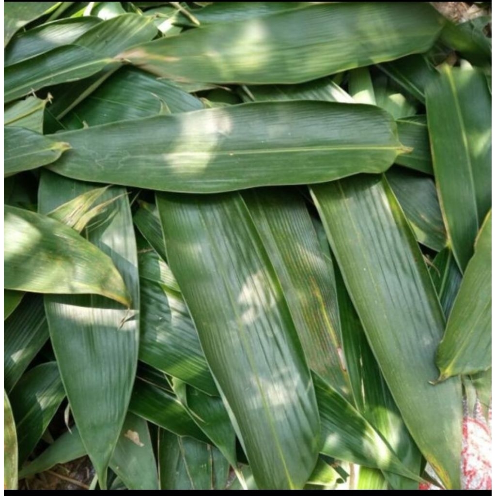 

DAUN BAMBU PERLEMBAR BAKCHANG SEGAR SIAP PAKAI TERMURAH