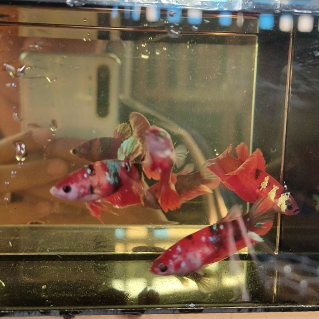 mainan female cupang Redkoi siap breeding