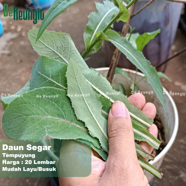 

Daun Tempuyung Segar Obat Herbal 20 Lembar