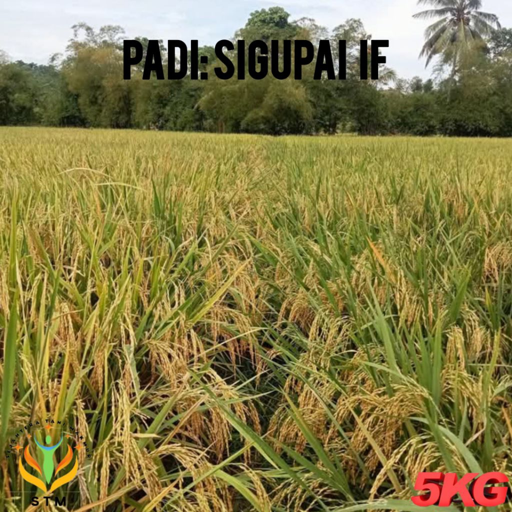 Bibit Padi Sigupai IF Super Kualitas Terunggul Kemasan 5Kg