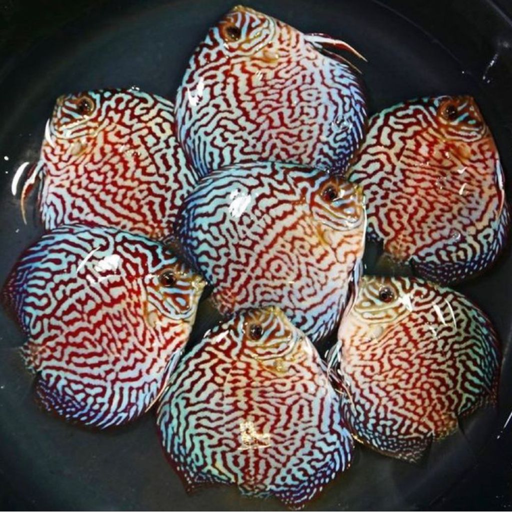 DISCUS RED TURQUOISE HIASAN AQUARIUM AQUASCAPE