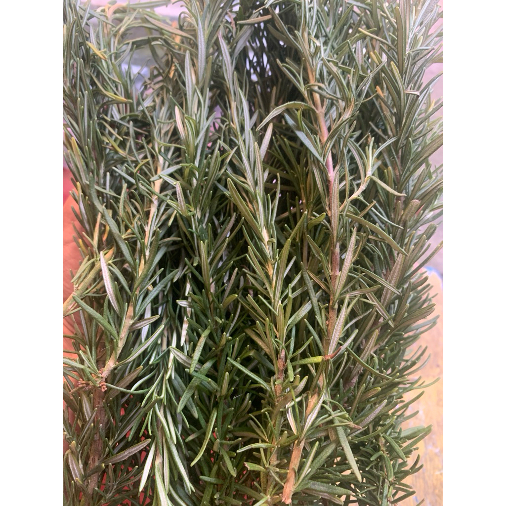 

Daun Rosemary - 100gram