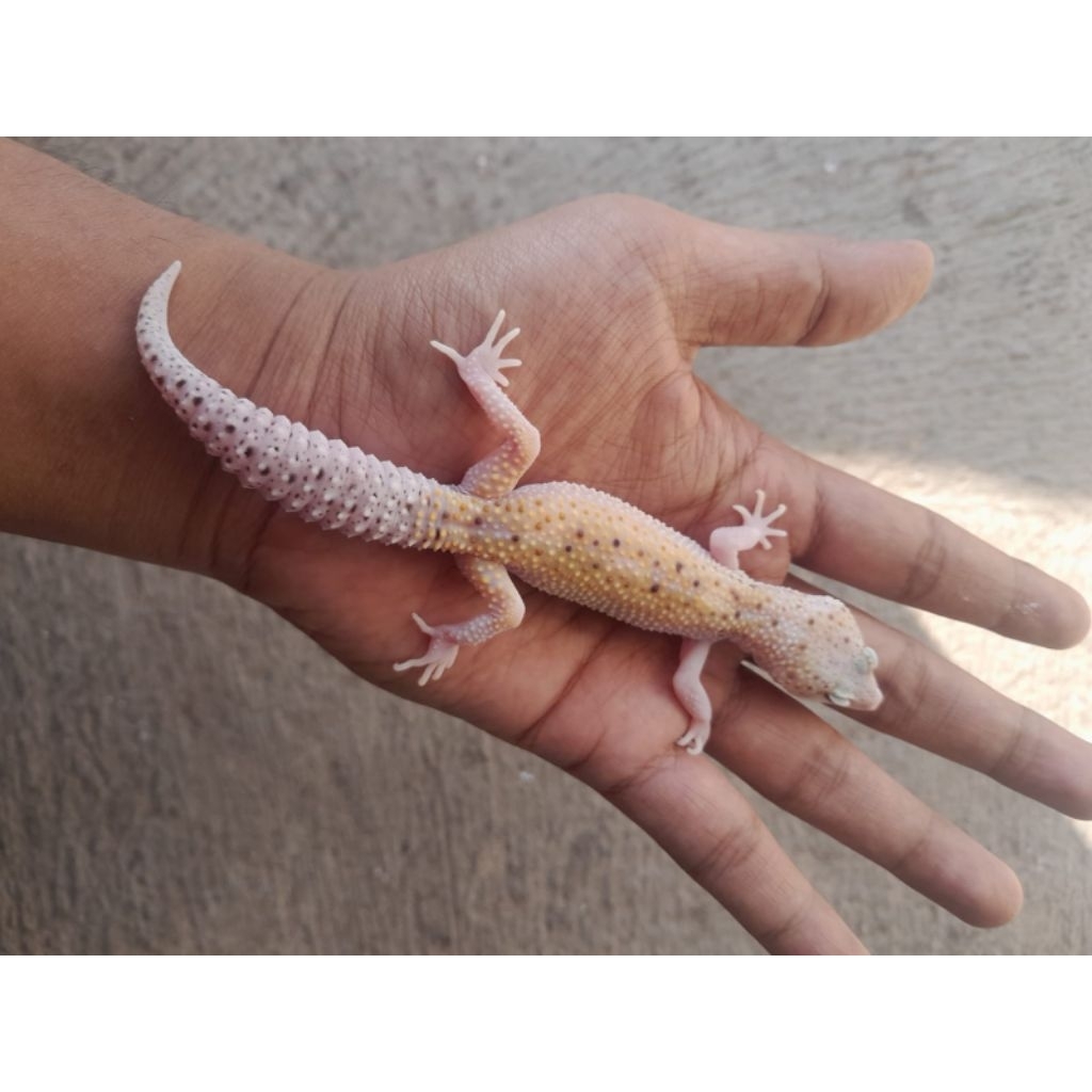 display gecko macksnow eclipse bisa berjalan
