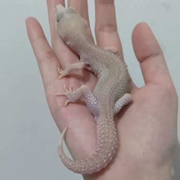 Custom Gecko Super Snow ( SS 24-13 )