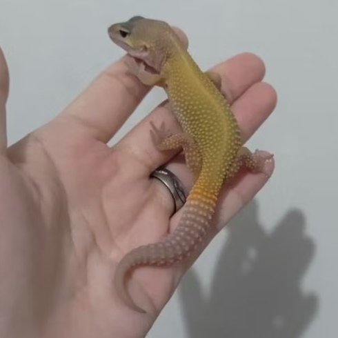 Custom Gecko Blizzard ( BLZ 25-4 )