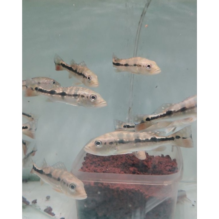 KODE S19P Pbass Blue Azul 78 cm