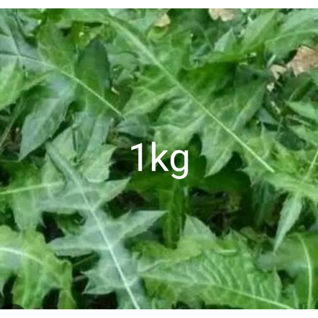 

Daun daruju jeruju segar 1kg