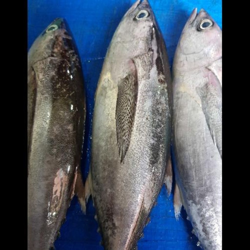 

Ikan Tongkol Abu/Sisik Fresh