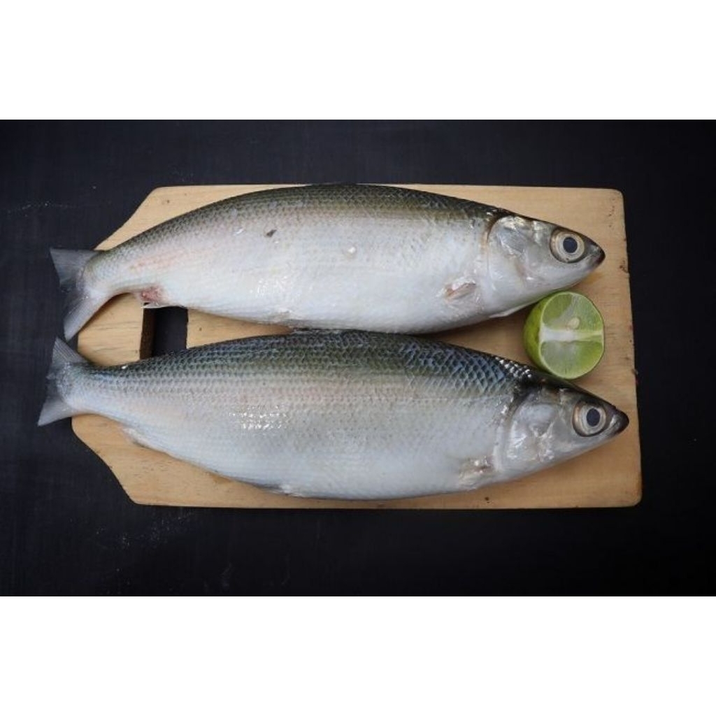 

Ikan Bandeng Jumbo Fresh (isi 2)