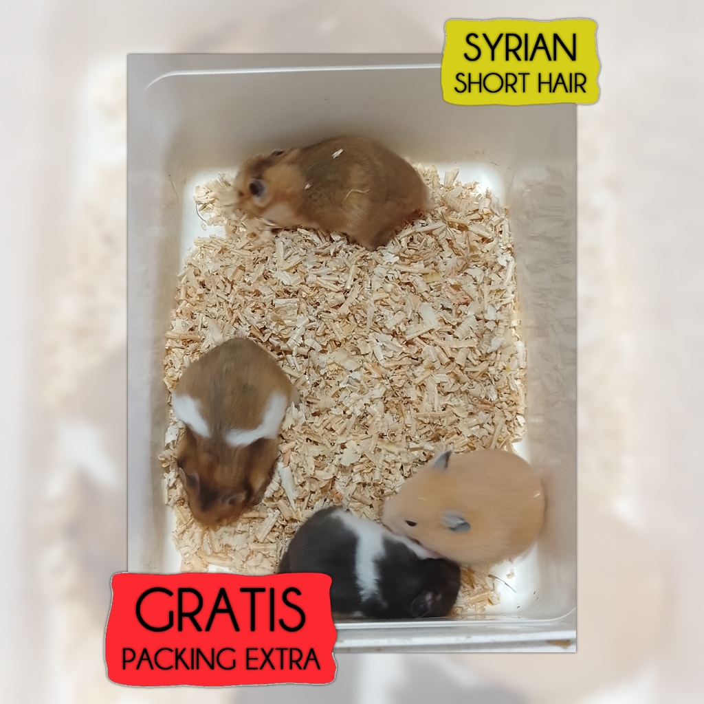 Pureblies_ Box Hamster Syrian Indukan (Bonus Isi)