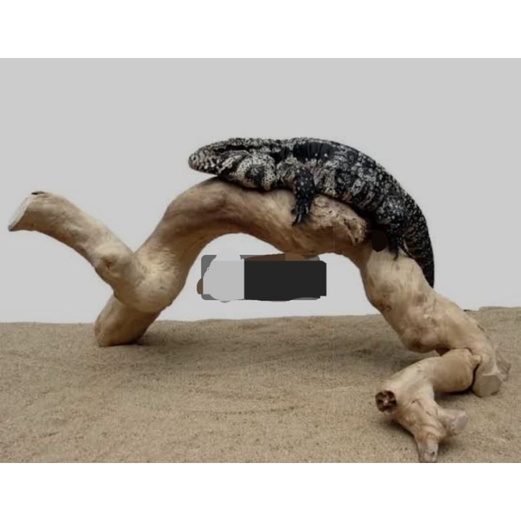 tangkringan iguana/ukuran jumbo panjang 65cm kualitas bagus redyy