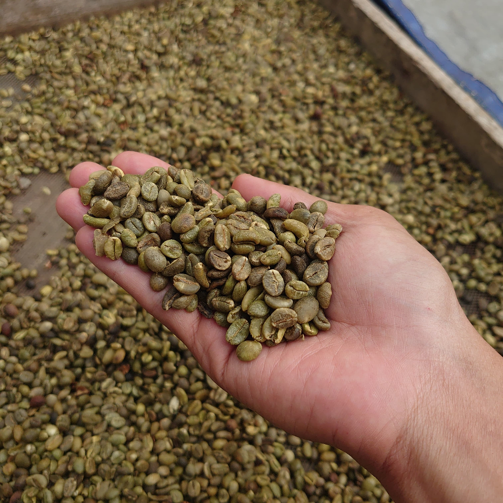 

Kopi Robusta Pixel 1Kg Campuran Biji Utuh & Retak (Grade Ekonomis)