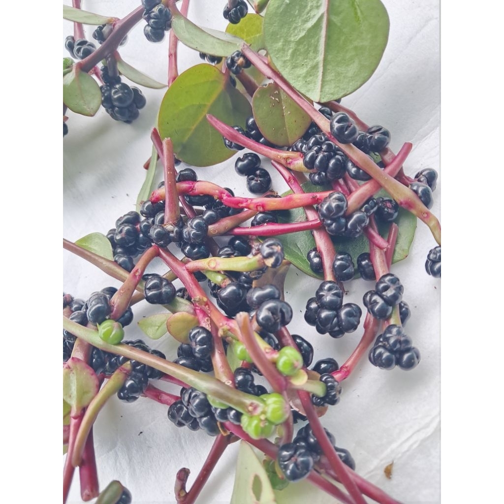 

jual buah angkung segar atau buah gandola100 grm