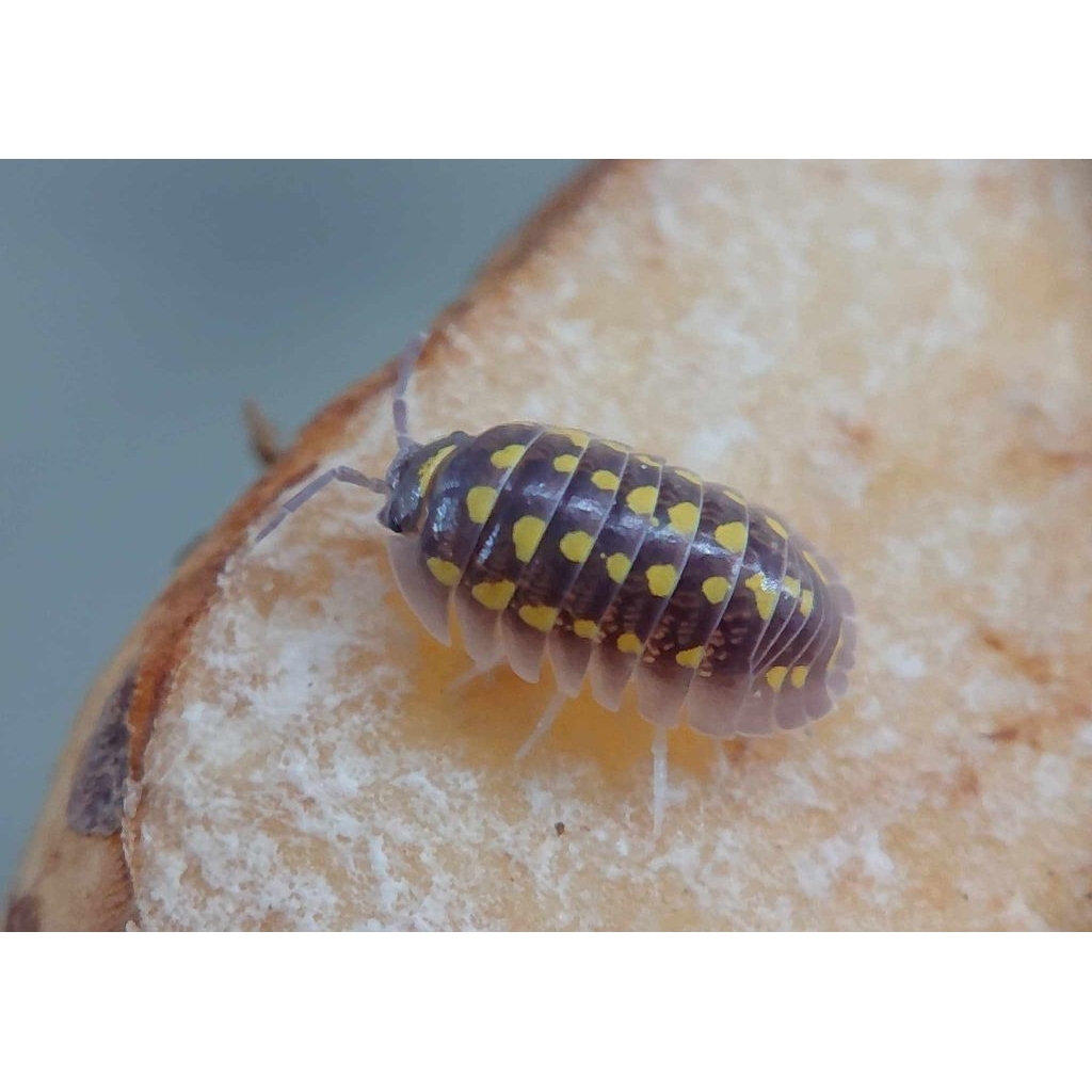 mainan Isopoda Armadillidium gestroi