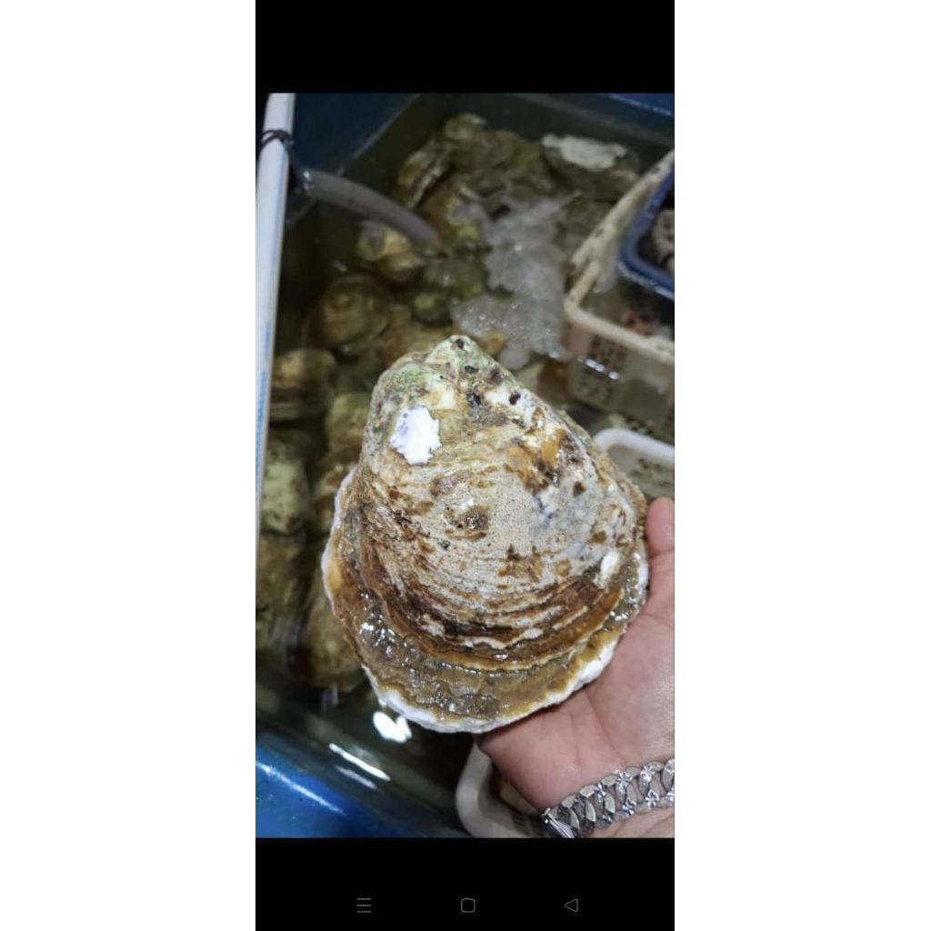 

kerang tiram oyster jumbo hidup seafood isi 1-3 pcs perkilo