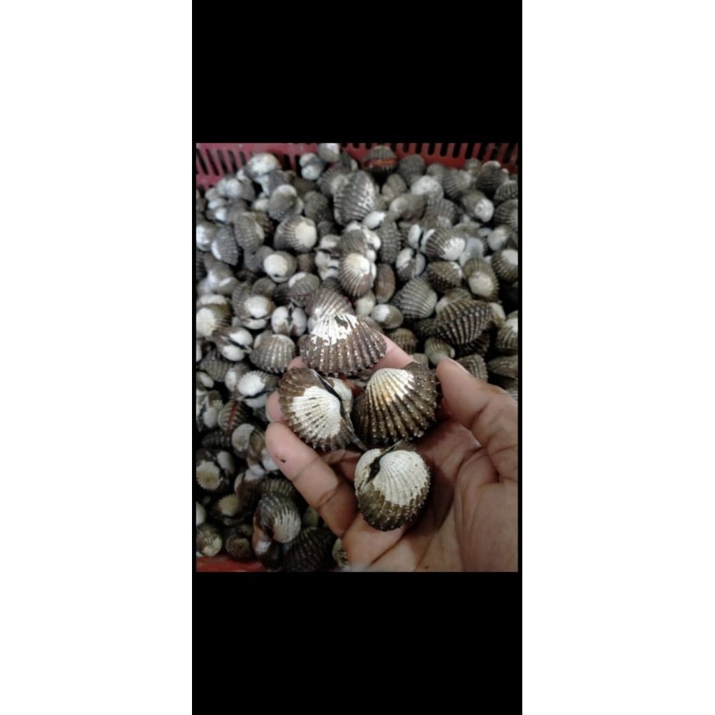 

kerang dara besar live