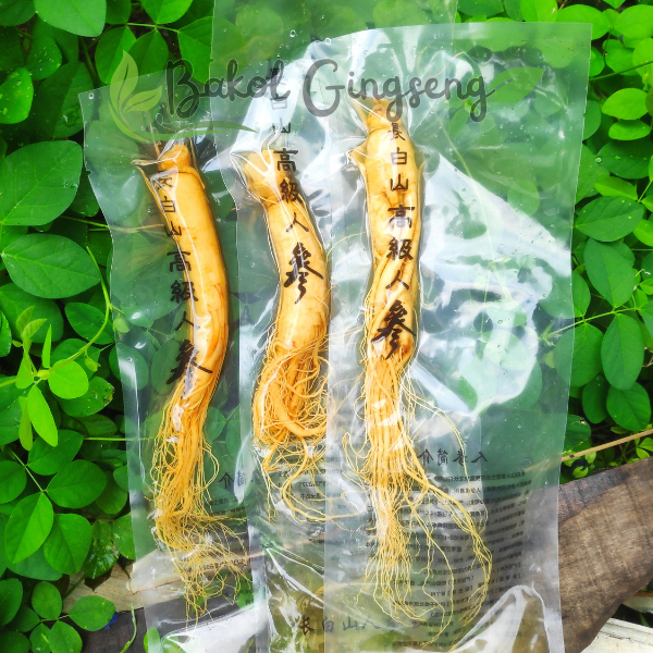 

(100gr) Ginseng Segar Asli China – Fresh Gunung Changbai, Vakum Pack, Gingseng Fresh