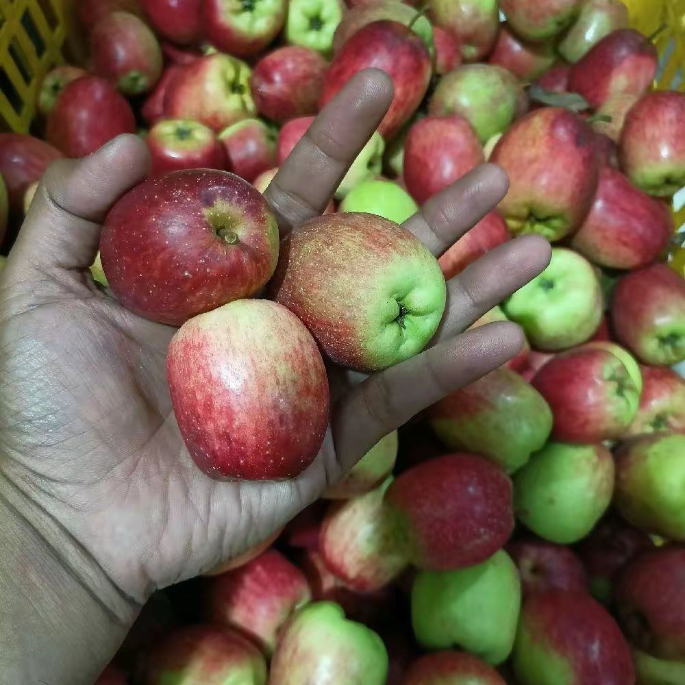 

Buah Apel Lokal Batu Malang Anna Ukuran Campur 1 Kg Berisi 10-15 Biji (Pengiriman Hanya Untuk Pulau Jawa)