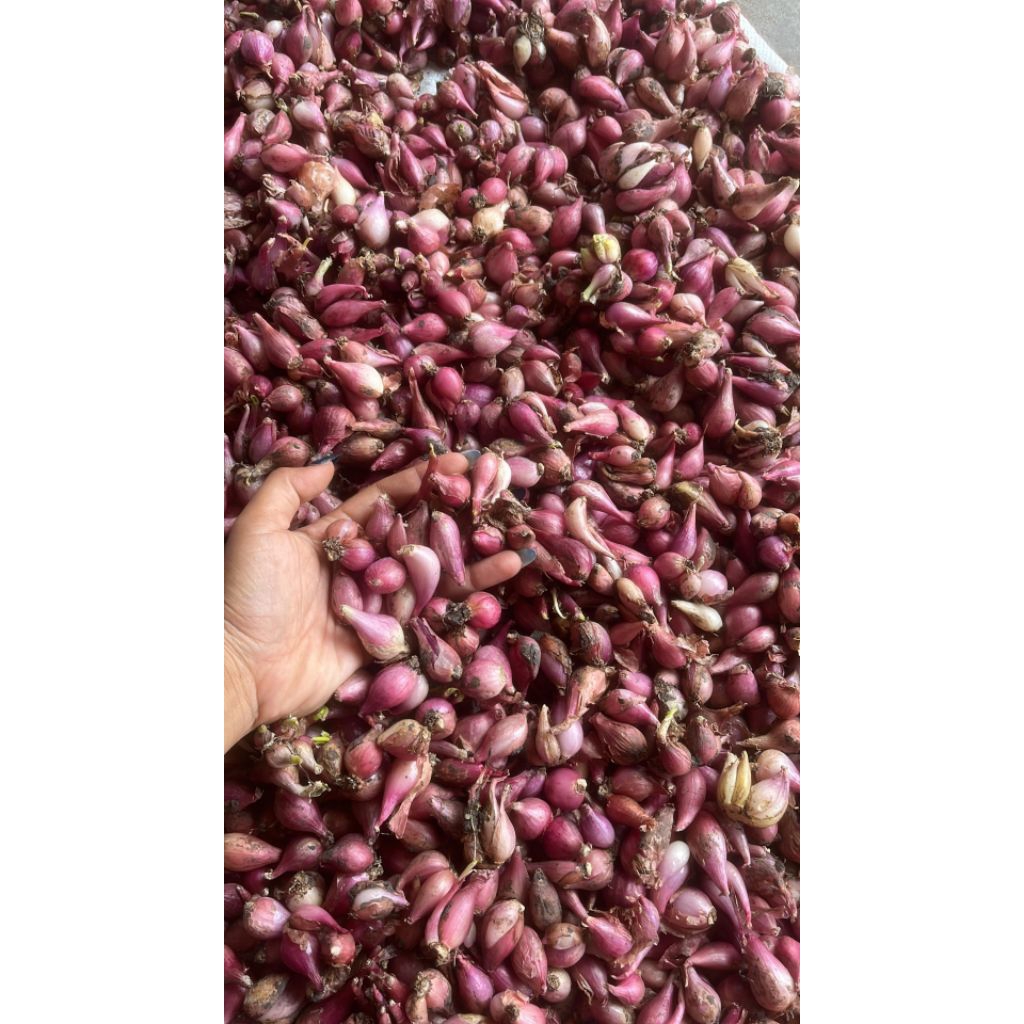 

bawang merah murah lokal kering kecil 500gr