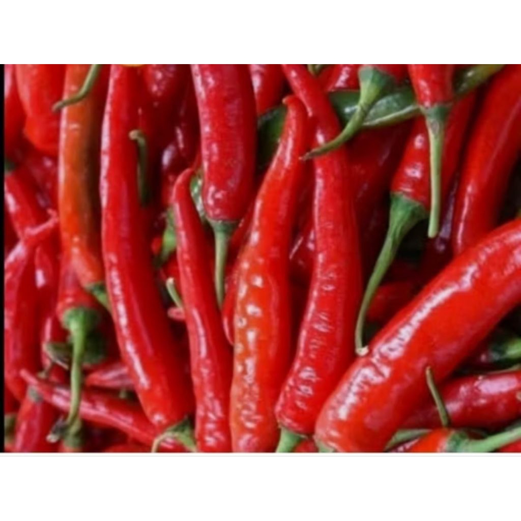 

Lombok Merah Besar Fresh Dan Murah