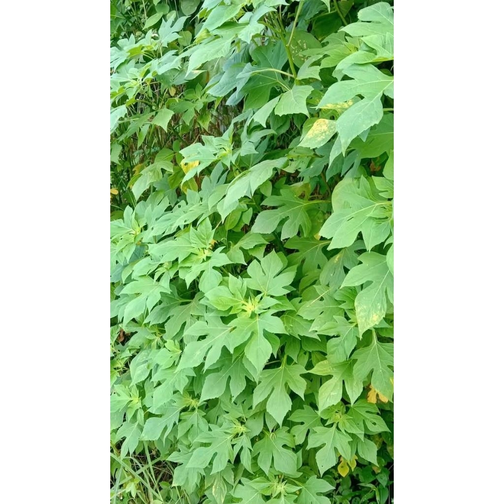 

daun insulin 500 gram