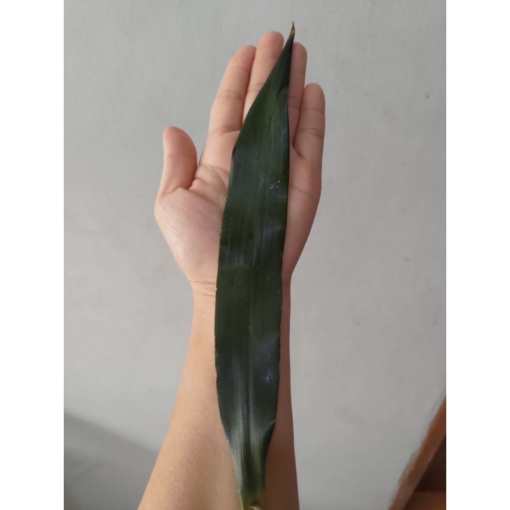

daun suji per lembar