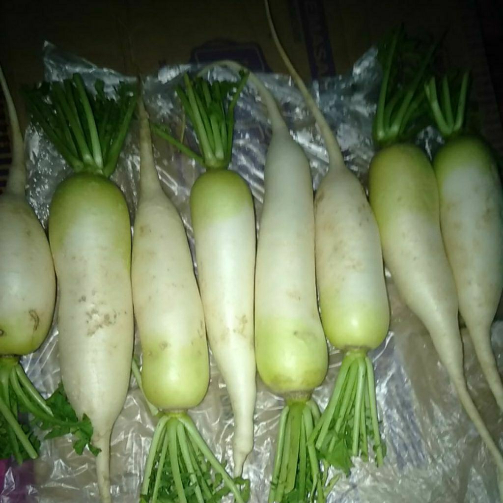 

Sayur Lobak Cina Daikon segar