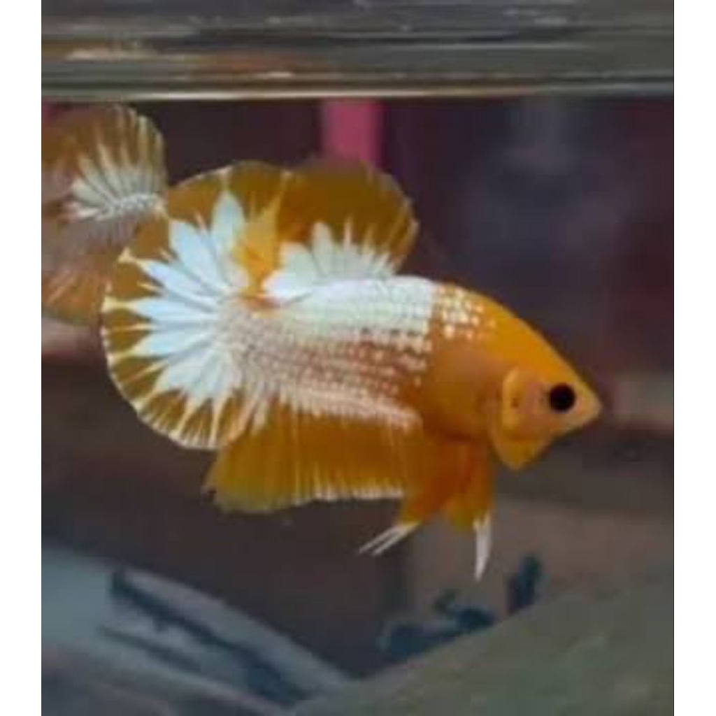 aksesoris cupang yellow fccp/ws