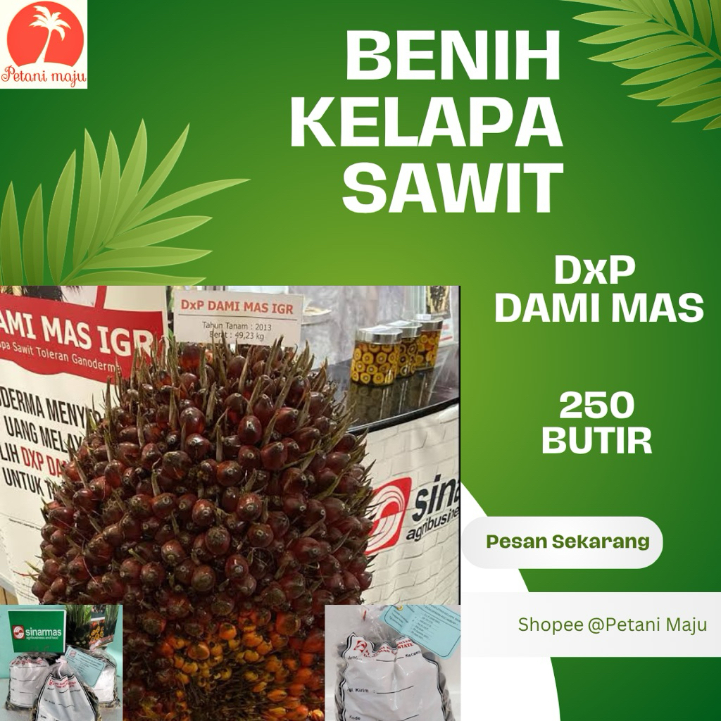 BIBIT SAWIT KUALITAS SUPER DxP DAMI MAS