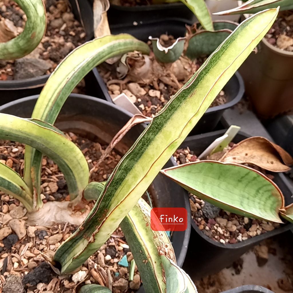 sansevieria stuckyii variegata