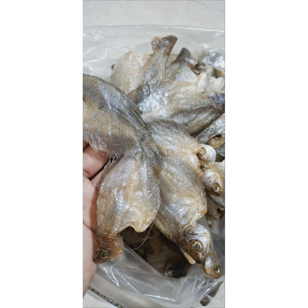 

ikan sepat kipas / bintang kering
