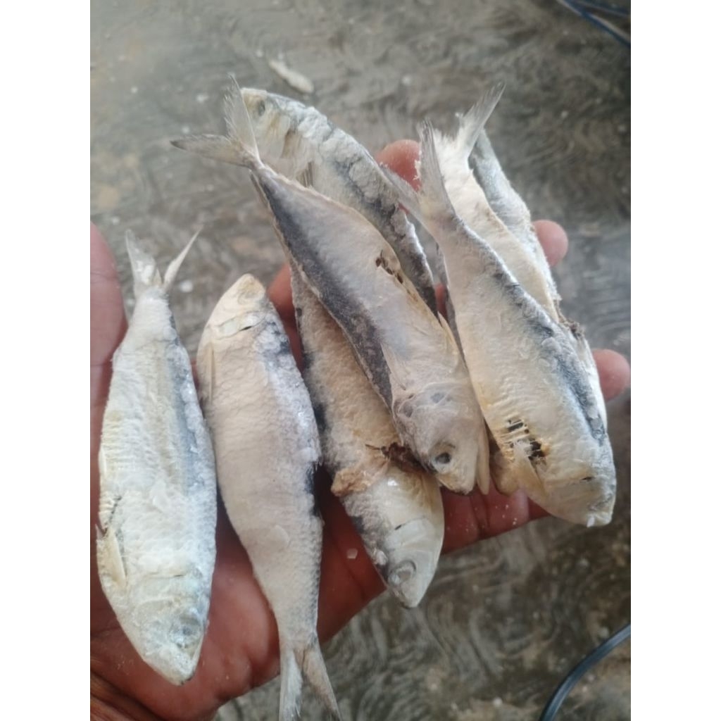 

Ikan Asin Juwi