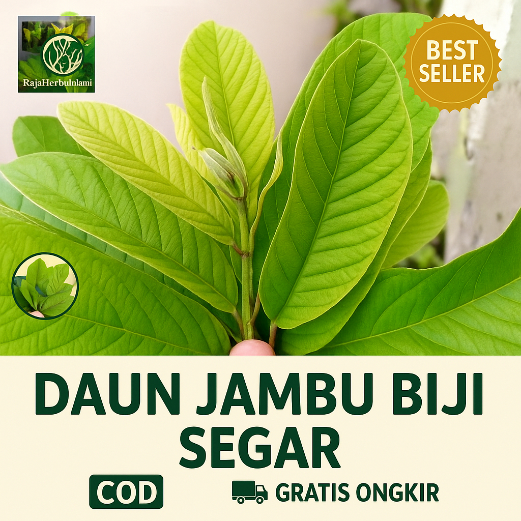 

Daun Jambu Biji Per 100 Lembar - Untuk Mengatasi Diare | COD