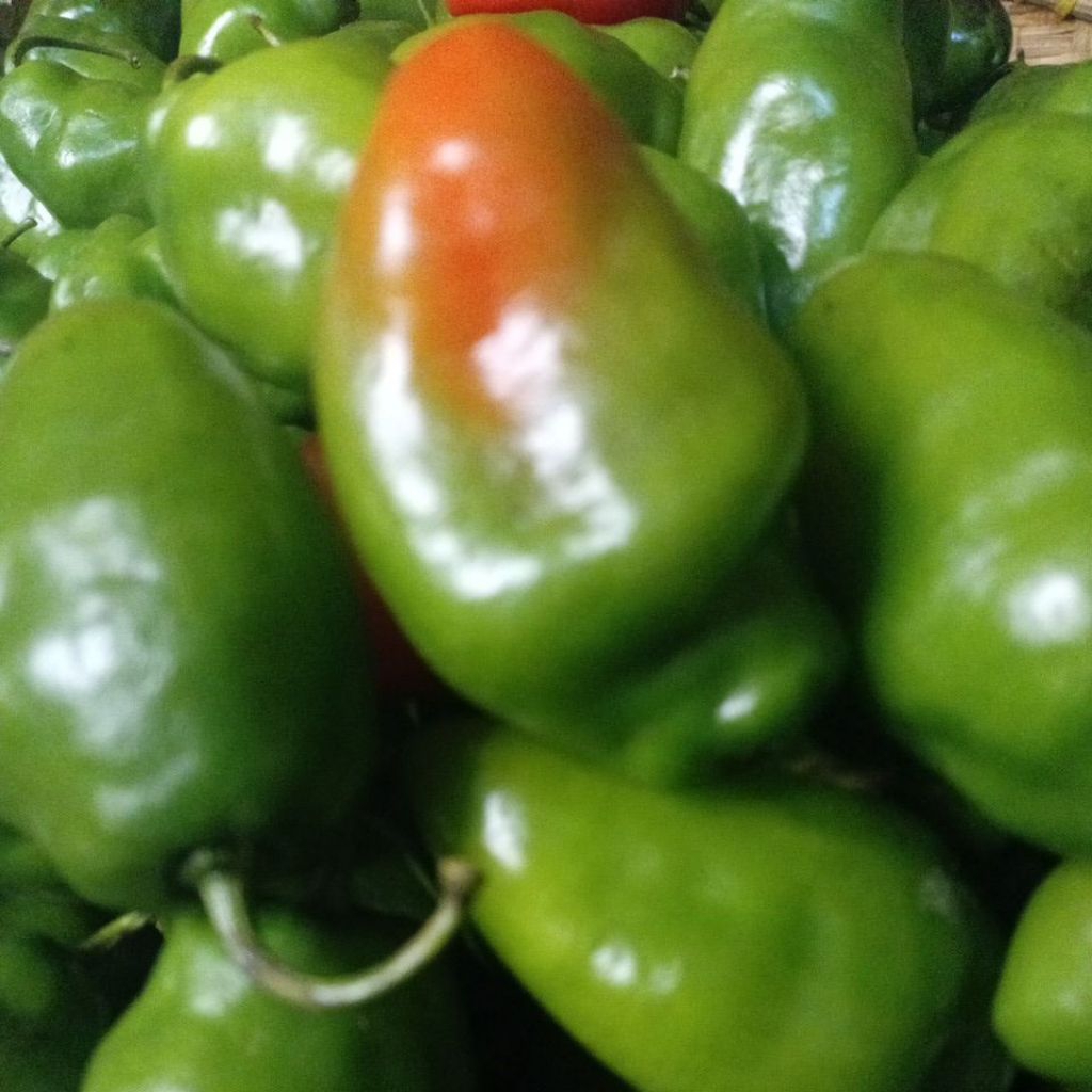 

JUAL CABE GENDOT SEGAR FRESH ISI 1KG