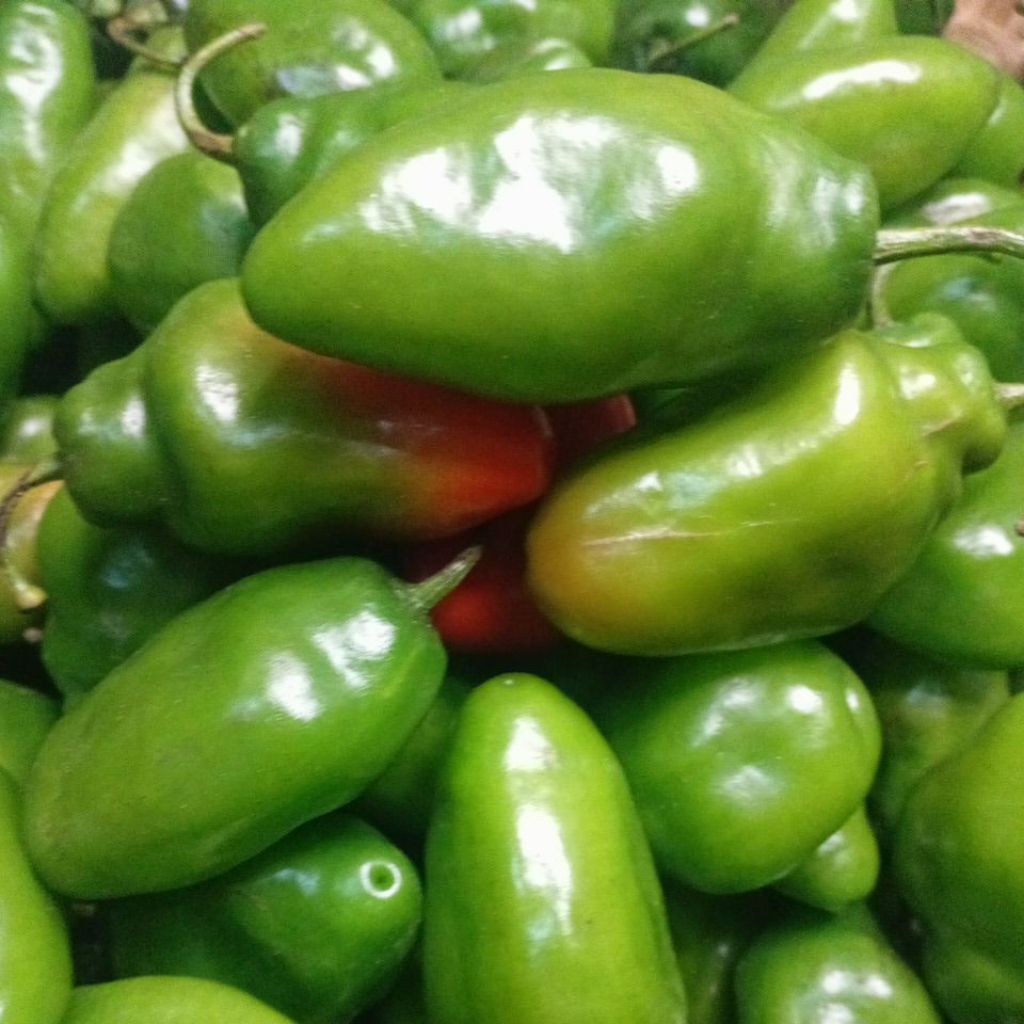 

JUAL CABE GENDOT SEGAR PAKET HEMAT ISI 500